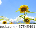 Sunflower and blue sky 67545491