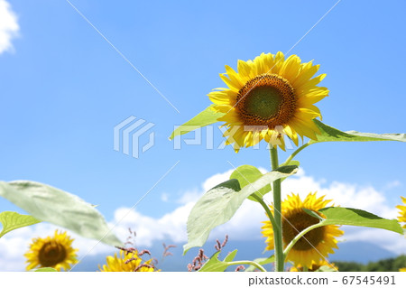 Sunflower and blue sky Sunflower and blue sky 67545491