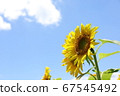 Sunflower and blue sky 67545492