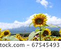 Sunflower and blue sky 67545493