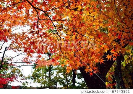 Autumn leaves (all maples) 67545561