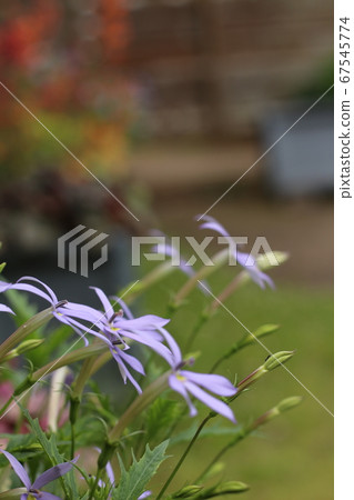 以同樣的方式 67545774