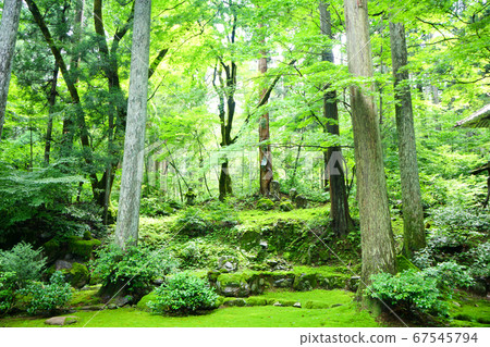 Hiraizumiji Hakusan Shrine Former Genseiin Garden Moss Temple Early Summer 67545794