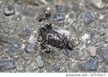 Okadan rubber beetle attacked by black ant Okadan rubber beetle attacked by black ant 67545827
