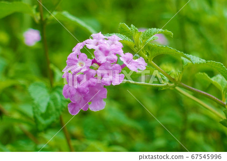 Lantana (with water drops of Kobano Lantana) 67545996