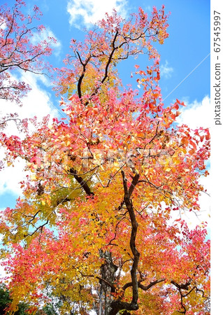 One tree that turns red 67545997