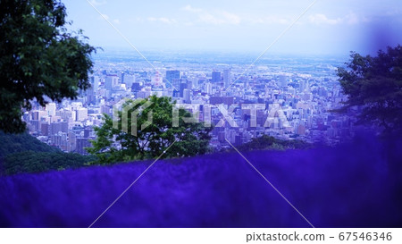 Beautiful lavender on the Horomi Pass 67546346