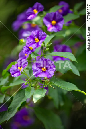 紫茄花 紫茄花 67546507