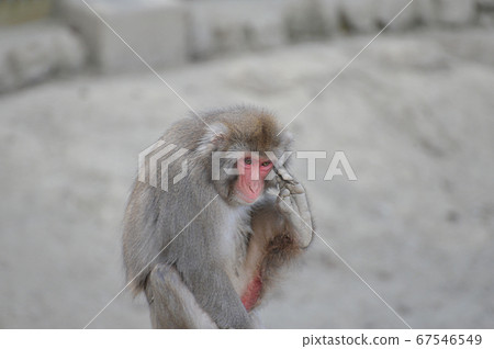 Japanese monkeys using their feet Japanese monkeys using their feet 67546549