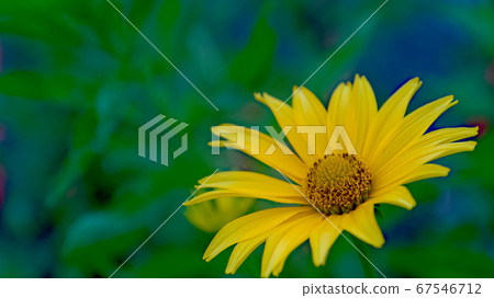 黃花 黃花 67546712