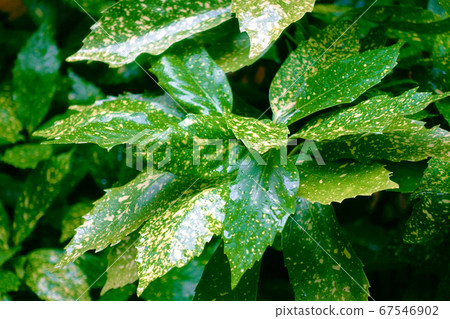 Filia Oki (with water drops after rain) Filia Oki (with water drops after rain) 67546902