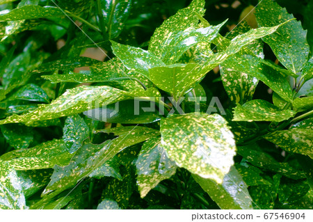 Filia Oki (with water drops after rain) Filia Oki (with water drops after rain) 67546904