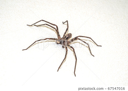有益的蘆田蜘蛛（Heteropoda venatoria） 67547016