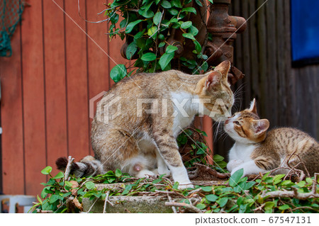 cat, pussy, animal 67547131