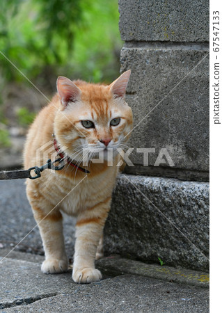 cat, pussy, animal 67547133
