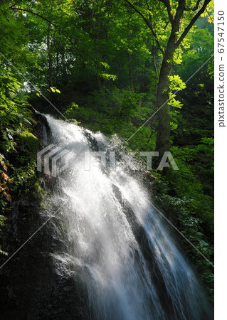Towada City, Aomori Prefecture, Oirase Gorge, Kumoi no Taki, Cool Water Splashes 67547150