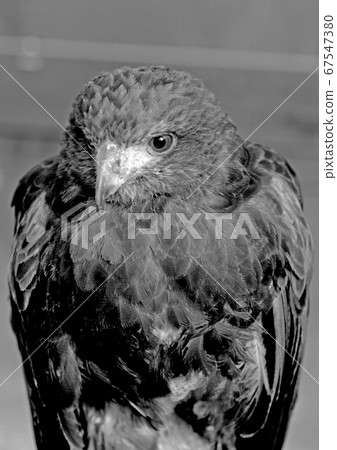 American hawk 67547380