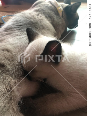 Suckling kitten 67547383