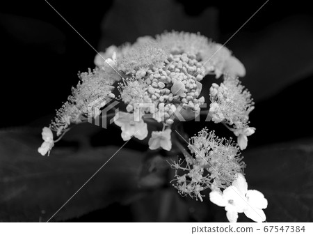 Hydrangea indica 67547384