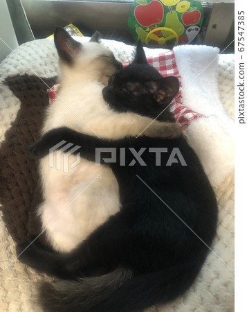 It's warm when you hug two 67547385