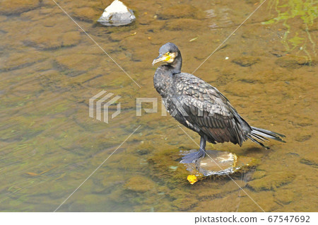 大cor在一塊岩石上休息 大cor在一塊岩石上休息 67547692