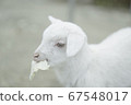 Little goat eating cabbage 67548017
