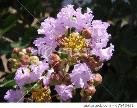 Pink crisp berry Pink crisp berry 67548431