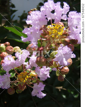 Pink crisp berry Pink crisp berry 67548432