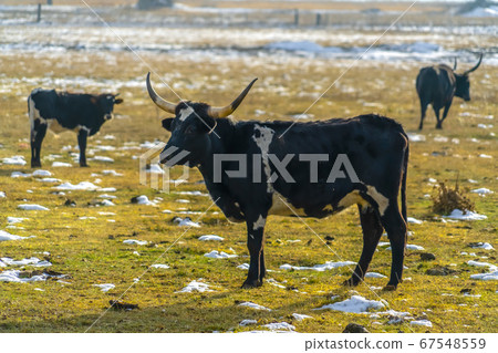Bulls on a sunlit grassland with snow Bulls on a sunlit grassland with snow 67548559