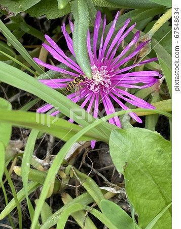 赤壁蜂被埋在花瓣 赤壁蜂被埋在花瓣 67548634