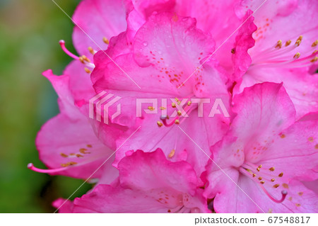 Beautiful pink rhododendron 67548817