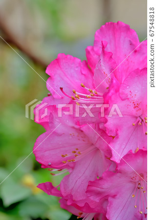 Beautiful pink rhododendron 67548818