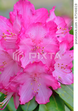 Beautiful pink rhododendron 67548819