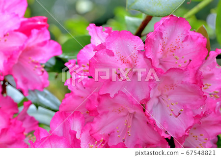 Beautiful pink rhododendron 67548821