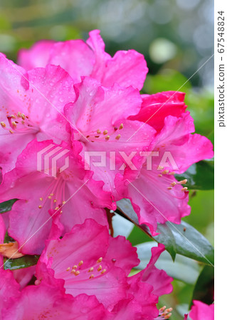 Beautiful pink rhododendron 67548824