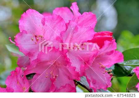 Beautiful pink rhododendron 67548825