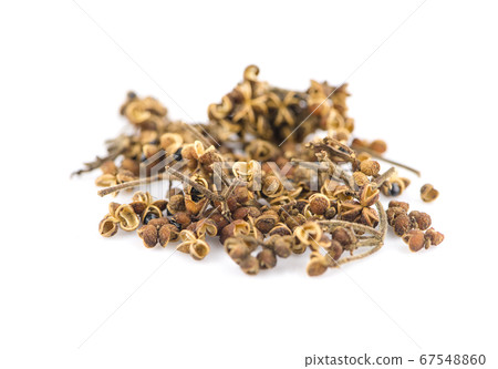 Zanthozylum limonella Alston an isolated on white 67548860