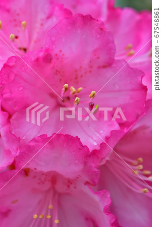 Beautiful pink rhododendron 67548861