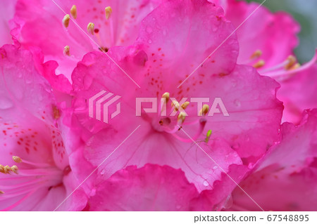 Beautiful pink rhododendron 67548895