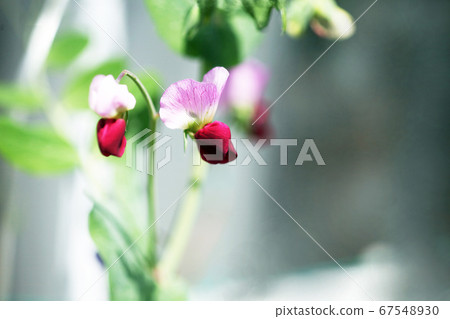 Vegetable silk pea flower 67548930