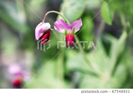 Vegetable silk pea flower Vegetable silk pea flower 67548931