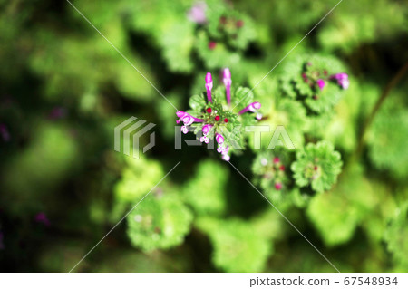 Wild grass flowering 67548934