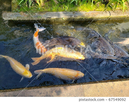 Flock of carp 67549092