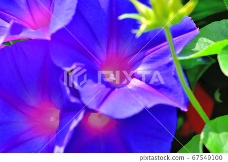 綠色窗簾原野牽牛花海洋藍色 綠色窗簾原野牽牛花海洋藍色 67549100