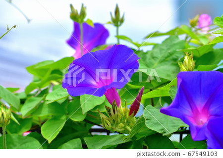 綠色窗簾原野牽牛花海洋藍色 綠色窗簾原野牽牛花海洋藍色 67549103
