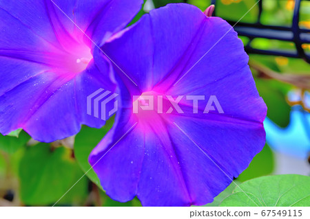 Green curtain field morning glory ocean blue Green curtain field morning glory ocean blue 67549115