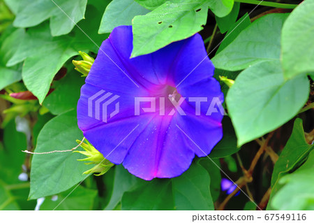 綠色窗簾原野牽牛花海洋藍色 綠色窗簾原野牽牛花海洋藍色 67549116