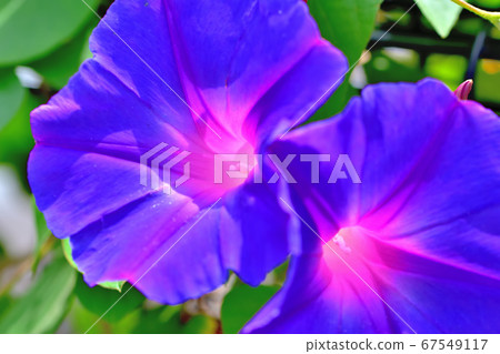 綠色窗簾原野牽牛花海洋藍色 67549117