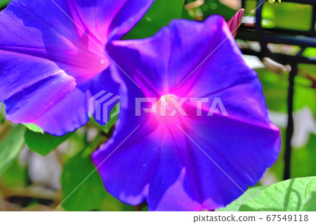 Green curtain field morning glory ocean blue 67549118