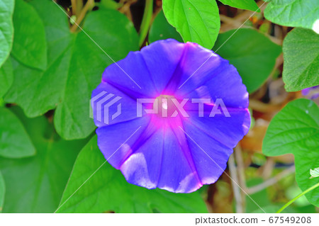 Green curtain field morning glory ocean blue Green curtain field morning glory ocean blue 67549208
